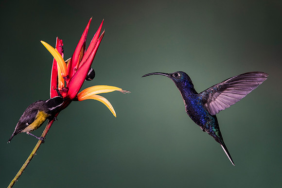 Violet Sabrewing Hummingbird