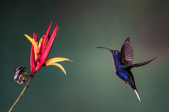 Violet Sabrewing Hummingbird