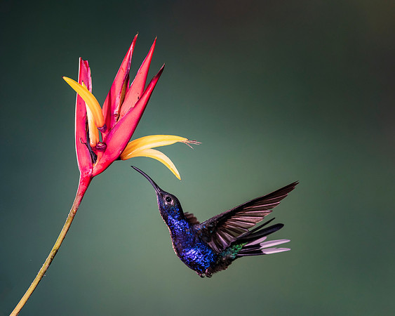 Violet Sabrewing Hummingbird