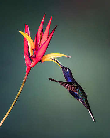 Violet Sabrewing Hummingbird