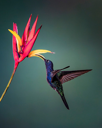 Violet Sabrewing Hummingbird