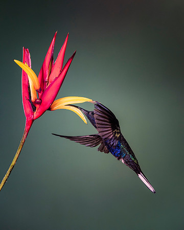 Violet Sabrewing Hummingbird