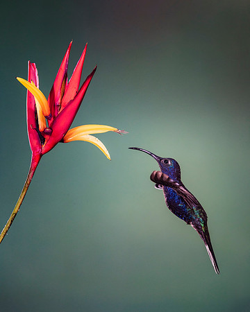 Violet Sabrewing Hummingbird