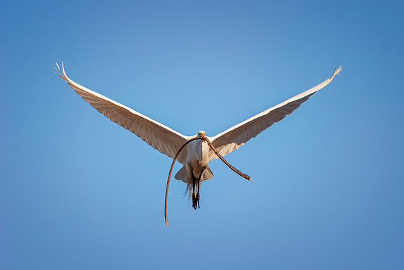 Great White Egret