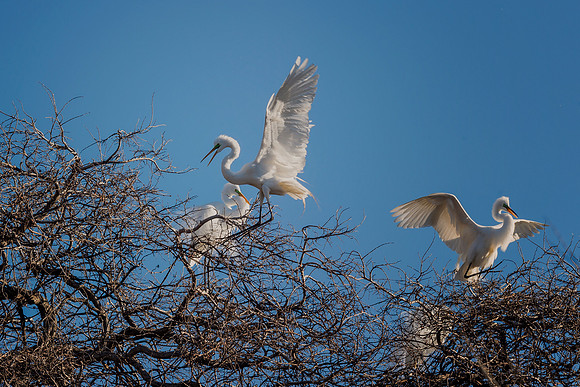 Great White Egret