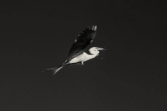 Great White Egret