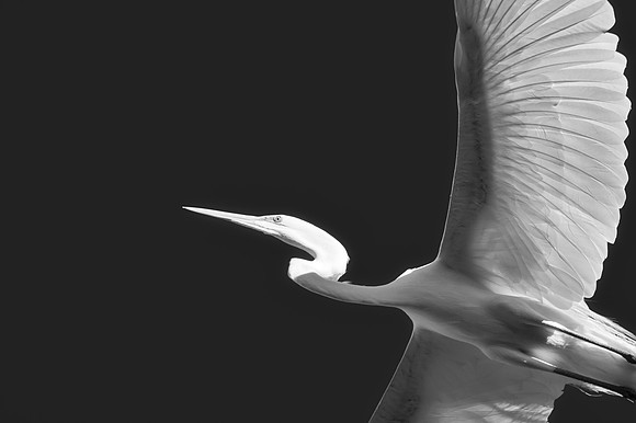 Great White Egret