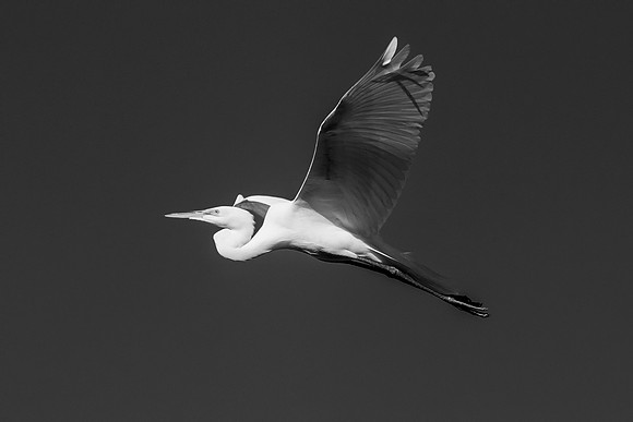 Great White Egret