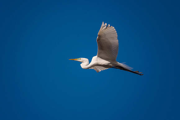 Great White Egret
