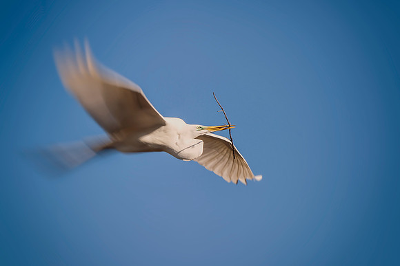 Great White Egret