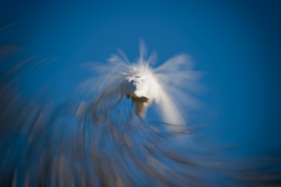 Great White Egret