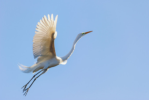 Great White Egret