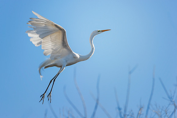 Great White Egret