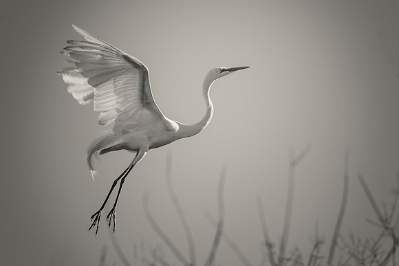 Great White Egret