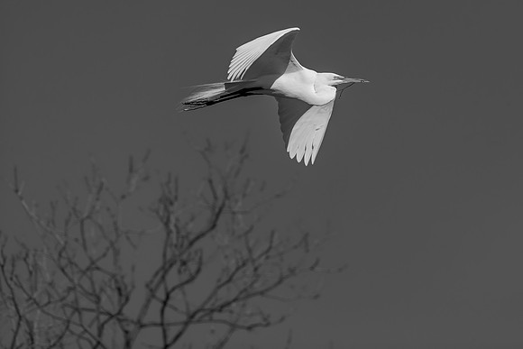 Great White Egret