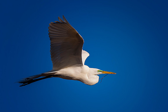 Great White Egret