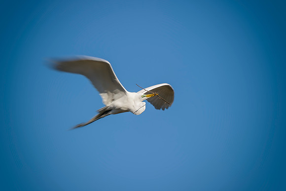 Great White Egret