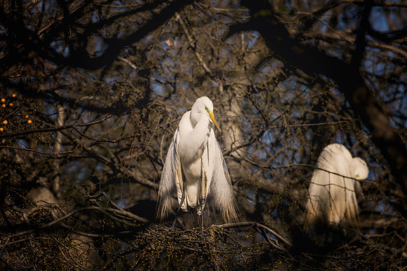 Great White Egret
