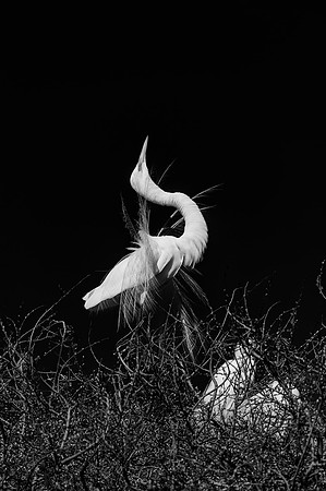 Great White Egret