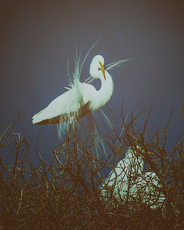Great White Egret