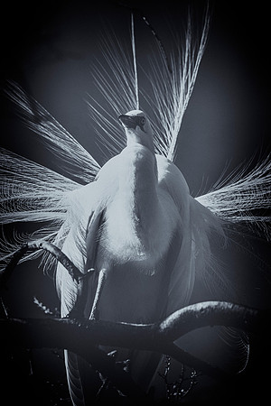 Great White Egret