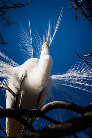 Great White Egret