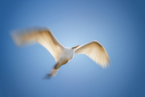 Great White Egret