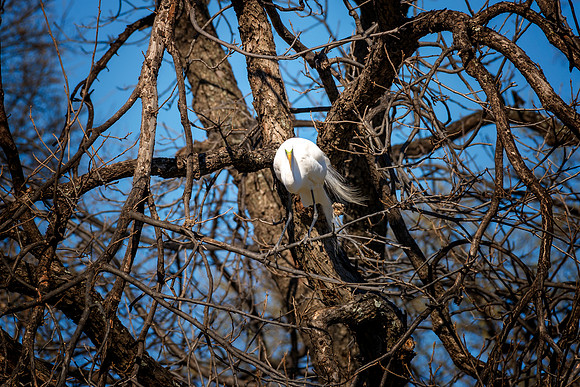 Great White Egret