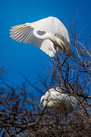 Great White Egret