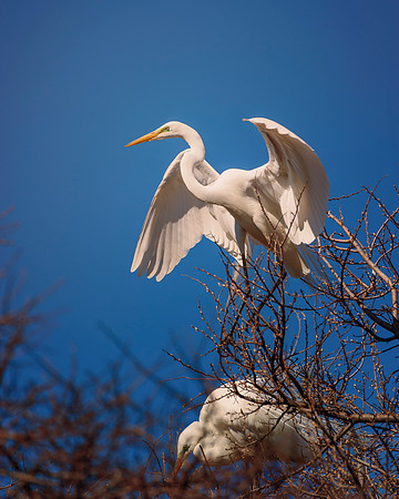Great White Egret