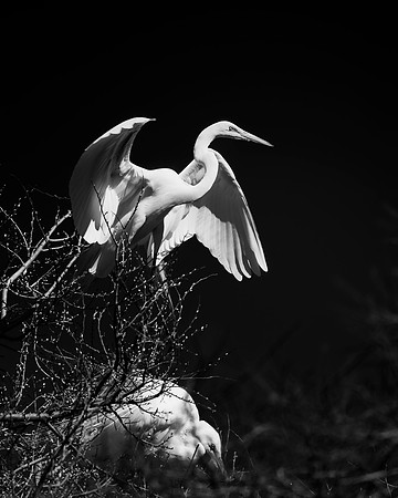 Great White Egret