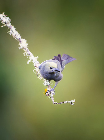 Palm Tanager