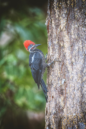 Pileated Woodpecker