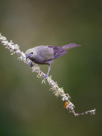 Palm Tanager