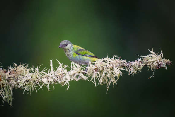 Black Capped Tanager (Female)
