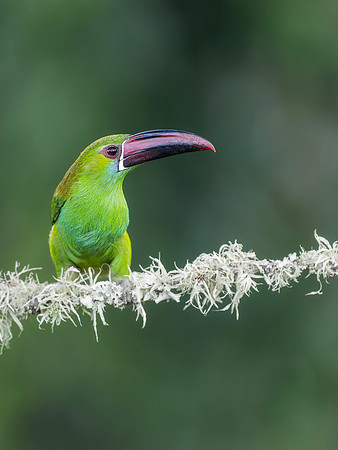 Crimson Rumped Toucanet