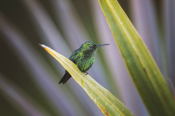 Western Emerald Hummingbird