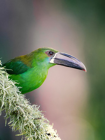 Crimson Rumped Toucanet