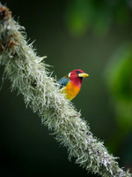 Red Headed Barbet  (Male)