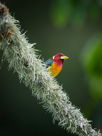 Red Headed Barbet  (Male)