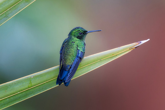 Western Emerald Hummingbird