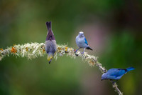 Blue Gray Tanager