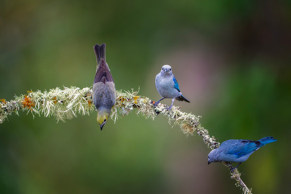 Blue Gray Tanager