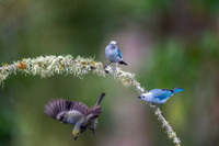 Blue Gray Tanager