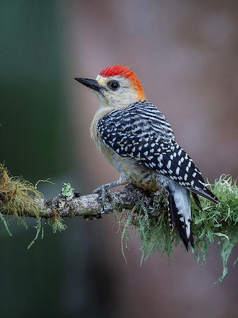 Red Crowned Woodpecker