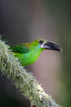 Crimson Rumped Toucanet