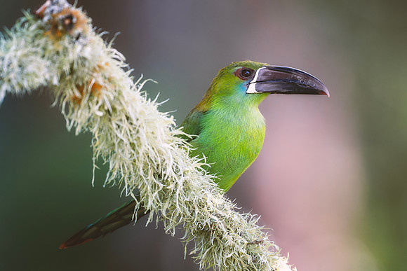 Crimson Rumped Toucanet