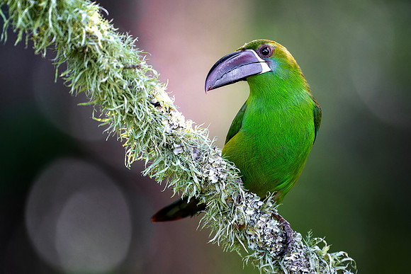Crimson Rumped Toucanet