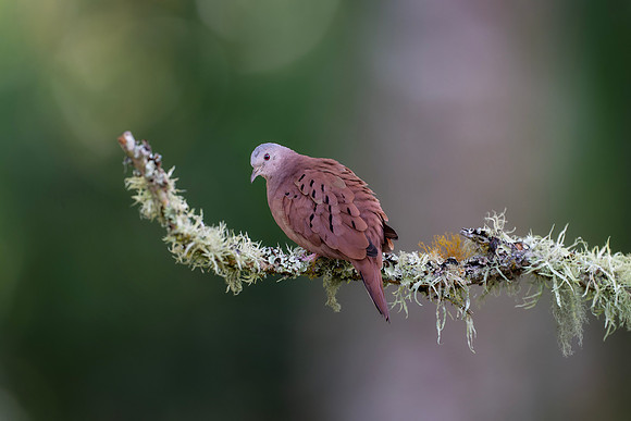 Ruddy Ground Dove