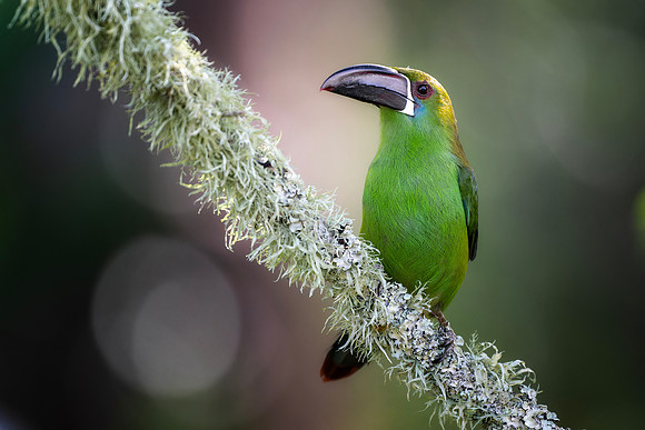 Crimson Rumped Toucanet